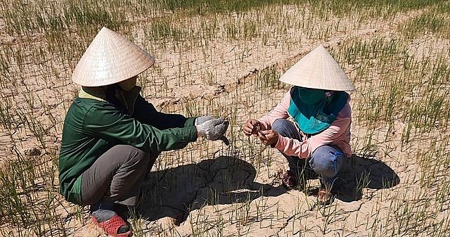 Prolonged drought in the central province of Quảng Trị caused severe damage to local farmers' crops in July last year. — VNA/VNS Prolonged drought in the central province of Quảng Trị caused severe damage to local farmers' crops in July last year. — VNA/VNS