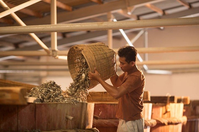Nghề làm nước mắm Phú Quốc, Kiên Giang được công nhận là di sản văn hóa phi vật thể quốc gia Nghề làm nước mắm Phú Quốc, Kiên Giang được công nhận là di sản văn hóa phi vật thể quốc gia