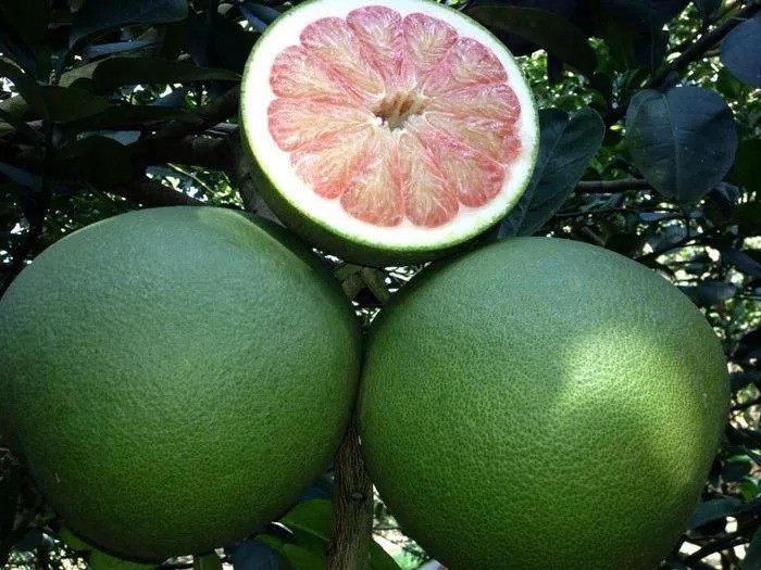Do You Know These Made-in-Vietnam Seedless Fruits? Do You Know These Made-in-Vietnam Seedless Fruits?