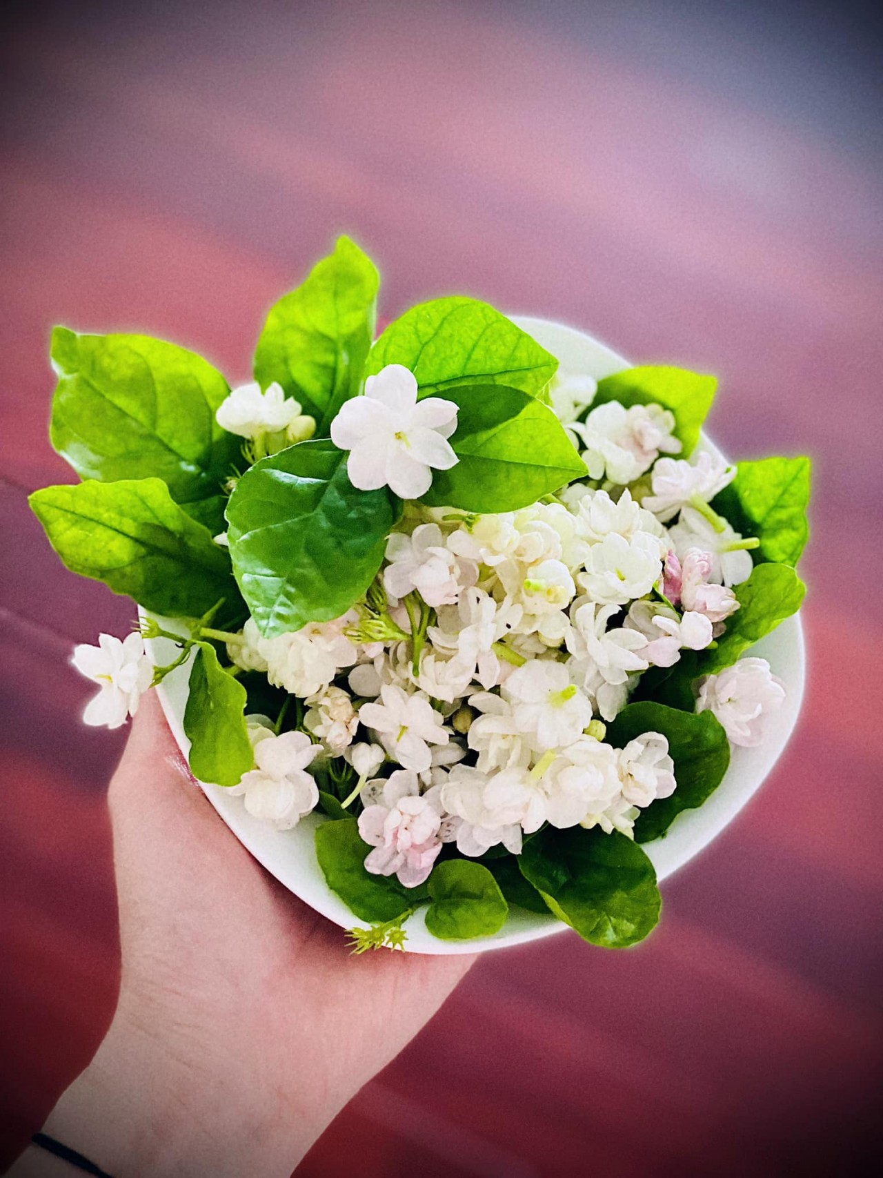 Cùng người Hà Nội thưởng thức thú vui tao nhã: trà ướp hoa nhài Cùng người Hà Nội thưởng thức thú vui tao nhã: trà ướp hoa nhài