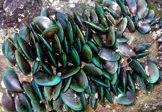 Nghề lặn biển bắt vẹm xanh ở Cà Mau Nghề lặn biển bắt vẹm xanh ở Cà Mau