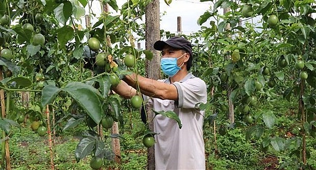 Vietnamese Passionfruit to Enter China via Official Channel Vietnamese Passionfruit to Enter China via Official Channel