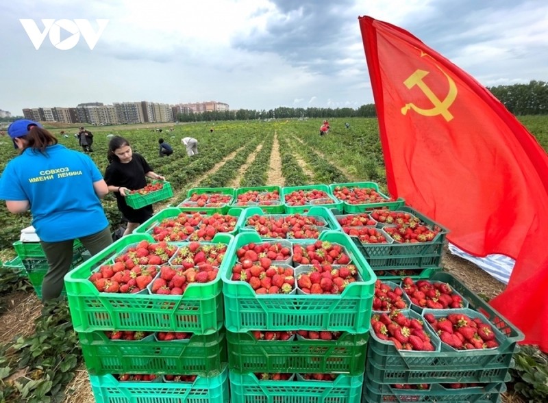 Vietnamese Embassy Join Strawberry Picking Event on Communist Saturday in Russia Vietnamese Embassy Join Strawberry Picking Event on Communist Saturday in Russia