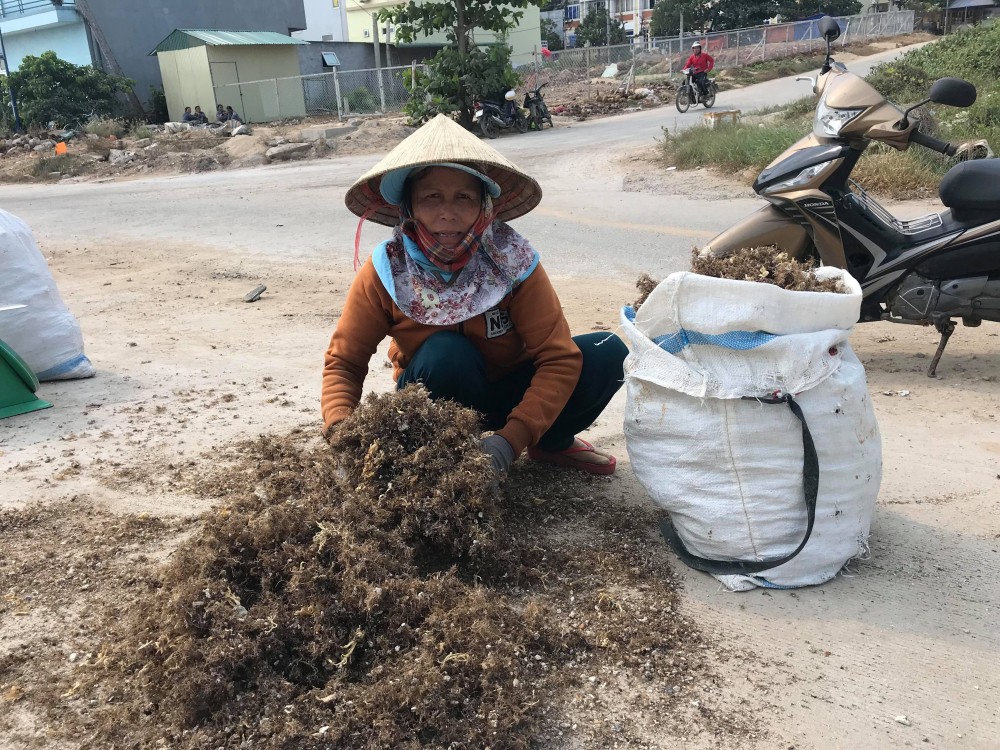 Rong mơ là đặc sản ở Lý Sơn Rong mơ là đặc sản ở Lý Sơn