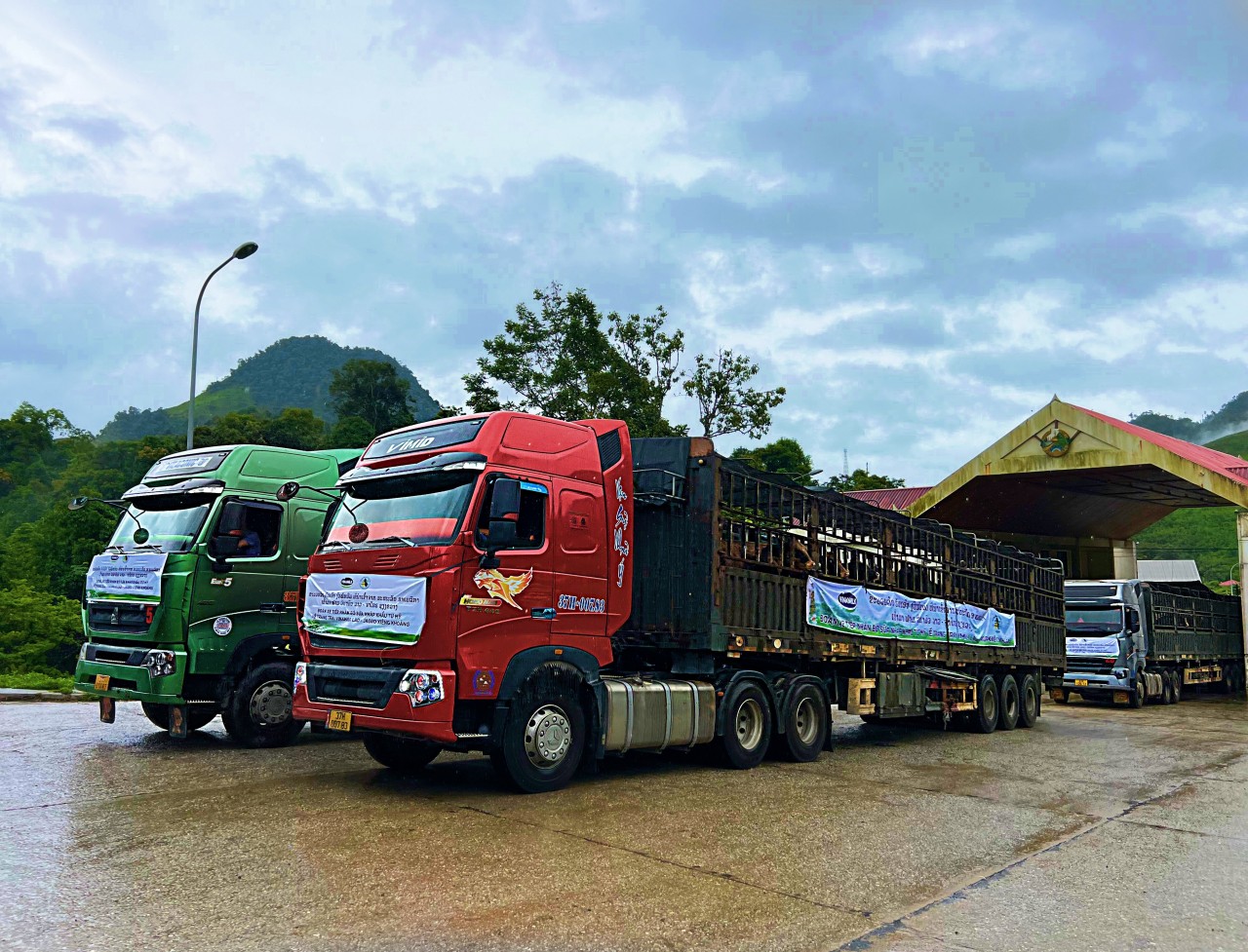Một nhóm các chuyên gia Vinamilk & Lao-Jagro cũng đã đợi sẵn tại cửa khẩu Nậm Cắn, kiểm tra sức khỏe cho đàn bò, chuẩn bị cho hành trình tiếp theo trên đất Lào. Một nhóm các chuyên gia Vinamilk & Lao-Jagro cũng đã đợi sẵn tại cửa khẩu Nậm Cắn, kiểm tra sức khỏe cho đàn bò, chuẩn bị cho hành trình tiếp theo trên đất Lào.