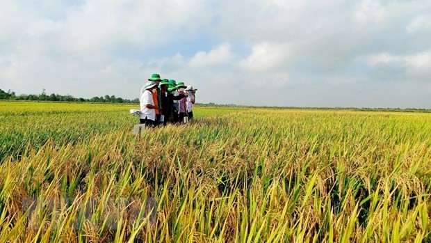 Khuyến cáo doanh nghiệp về dư lượng khi xuất khẩu sang EU | Kinh doanh | Vietnam+ (VietnamPlus)