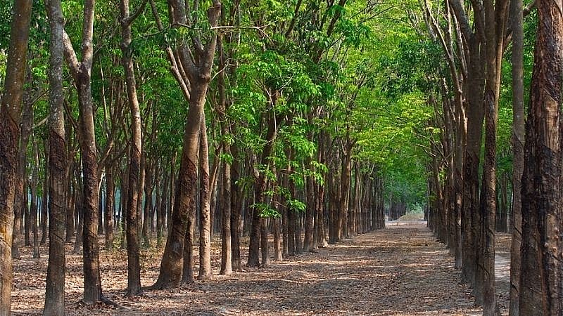 16 beautiful and unspoiled tourist destinations in Binh Phuoc 16 Beautiful and Unspoiled Tourist Destinations in Binh Phuoc