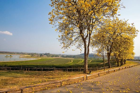 Thailand’s National Flower Trees Planted in Vinh Phuc Province Thailand’s National Flower Trees Planted in Vinh Phuc Province