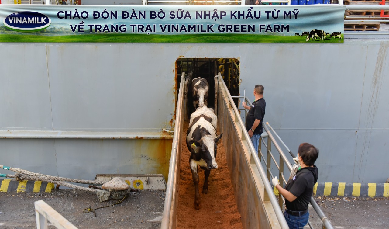 Hệ thống trang trại sinh thái Vinamilk Green Farm đón thêm 1.550 bò sữa nhập từ Mỹ Hệ thống trang trại sinh thái Vinamilk Green Farm đón thêm 1.550 bò sữa nhập từ Mỹ