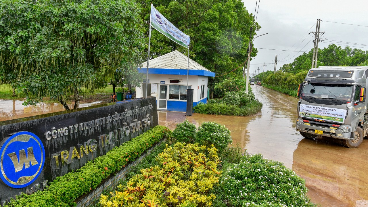 Hệ thống trang trại sinh thái Vinamilk Green Farm đón thêm 1.550 bò sữa nhập từ Mỹ Hệ thống trang trại sinh thái Vinamilk Green Farm đón thêm 1.550 bò sữa nhập từ Mỹ