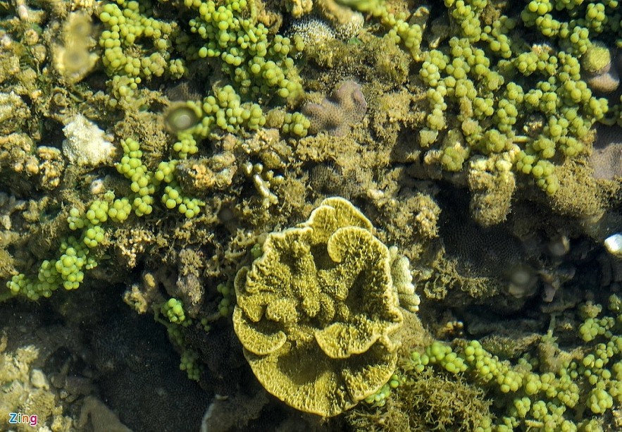 The masterpiece of open-air coral reef in Ganh Yen The masterpiece of open-air coral reef in Ganh Yen