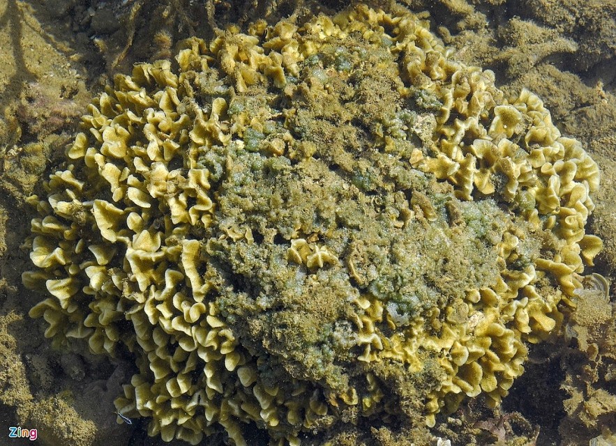 The masterpiece of open-air coral reef in Ganh Yen The masterpiece of open-air coral reef in Ganh Yen