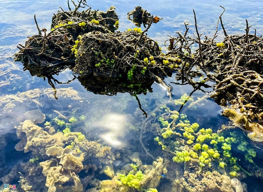 The masterpiece of open-air coral reef in Ganh Yen The masterpiece of open-air coral reef in Ganh Yen