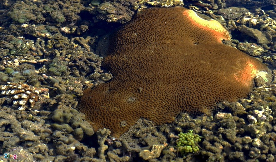 The masterpiece of open-air coral reef in Ganh Yen The masterpiece of open-air coral reef in Ganh Yen