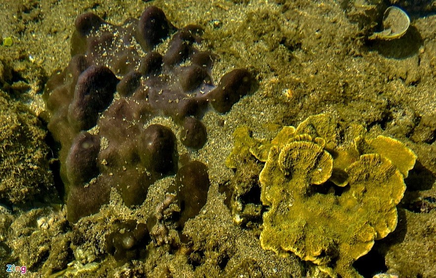 The masterpiece of open-air coral reef in Ganh Yen The masterpiece of open-air coral reef in Ganh Yen