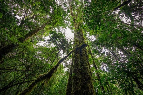 First Agreement On Emission Reduction Successfully Implemented in Vietnam First Agreement On Emission Reduction Successfully Implemented in Vietnam