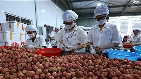 Litchi classification for export (Photo: VNA) Litchi classification for export (Photo: VNA)