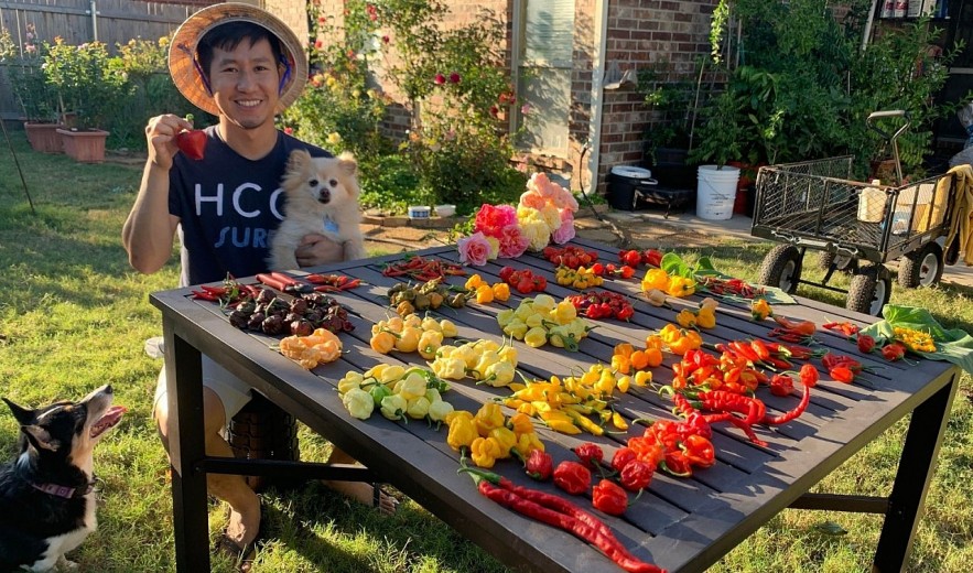 Oversea Vietnamese Grows More Than 500 Kinds Of Chili In America Oversea Vietnamese Grows More Than 500 Kinds Of Chili In America