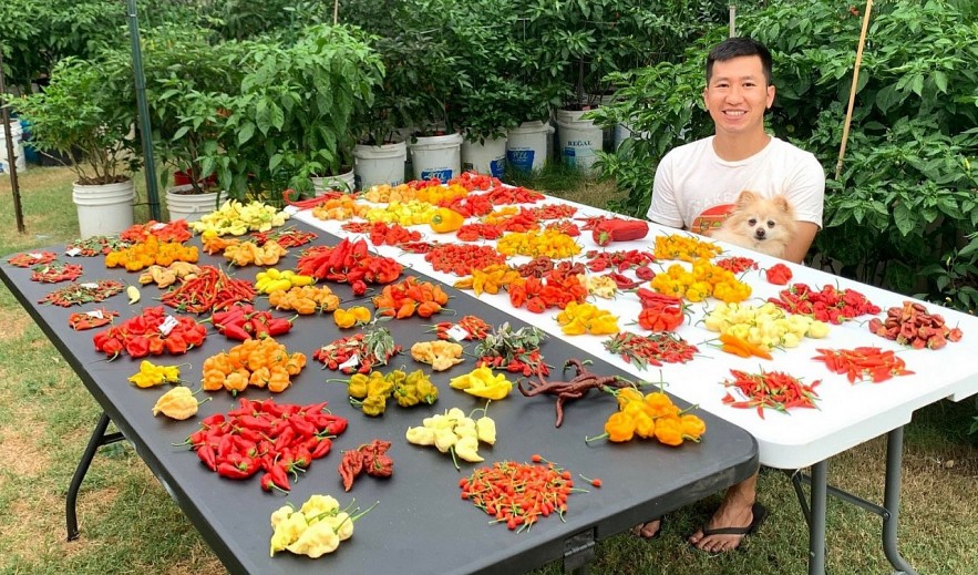 Oversea Vietnamese Grows More Than 500 Kinds Of Chili In America Oversea Vietnamese Grows More Than 500 Kinds Of Chili In America