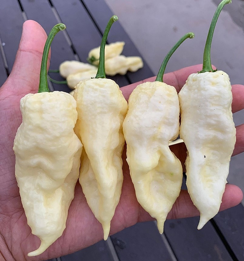 Oversea Vietnamese Grows More Than 500 Kinds Of Chili In America Oversea Vietnamese Grows More Than 500 Kinds Of Chili In America