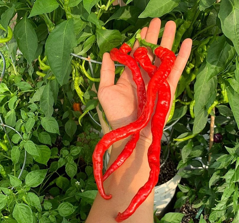 Oversea Vietnamese Grows More Than 500 Kinds Of Chili In America Oversea Vietnamese Grows More Than 500 Kinds Of Chili In America