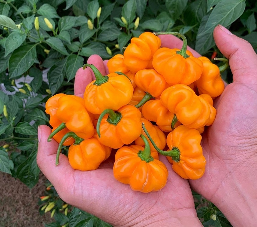 Oversea Vietnamese Grows More Than 500 Kinds Of Chili In America Oversea Vietnamese Grows More Than 500 Kinds Of Chili In America