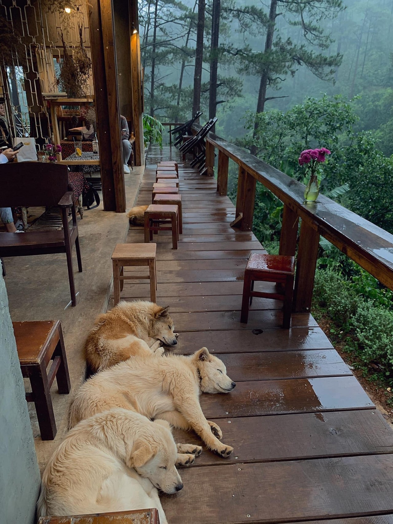 Da Lat's Coziest Cafes and Eateries For Rainy Days Da Lat's Coziest Cafes and Eateries For Rainy Days