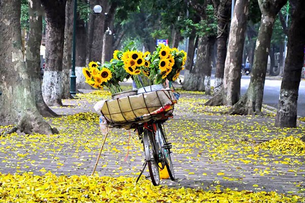 Những con đường xào xạc lá vàng rơi - đặc sản của mùa thu Hà Nội (Ảnh: KT). Những con đường xào xạc lá vàng rơi - đặc sản của mùa thu Hà Nội (Ảnh: KT).