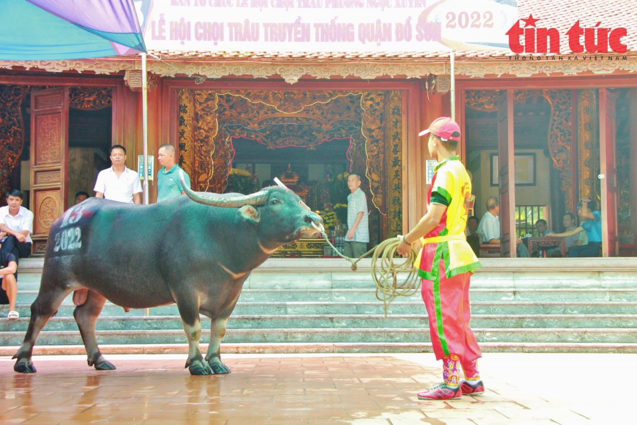 râu chọi bước tới phần chính điện tại đình làng. Trước và trong khi được tiến hành các nghi lễ, trâu chọi liên tục được vỗ nước làm mát và cho uống nước đảm bảo thể trạng tốt nhất trước ngày bước vào sới chọi. râu chọi bước tới phần chính điện tại đình làng. Trước và trong khi được tiến hành các nghi lễ, trâu chọi liên tục được vỗ nước làm mát và cho uống nước đảm bảo thể trạng tốt nhất trước ngày bước vào sới chọi.