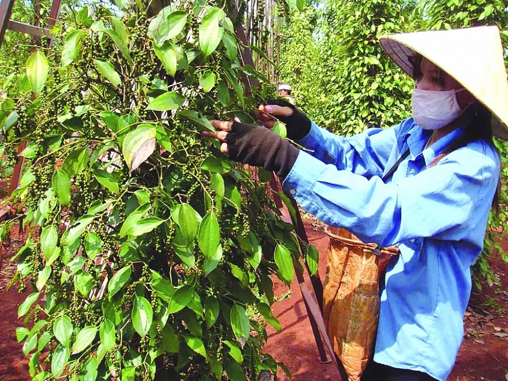 Theo Hiệp hội Hồ tiêu Việt Nam, 6 tháng đầu năm hồ tiêu xuất khẩu của Việt Nam chiếm 14,5% Theo Hiệp hội Hồ tiêu Việt Nam, 6 tháng đầu năm hồ tiêu xuất khẩu của Việt Nam chiếm 14,5%