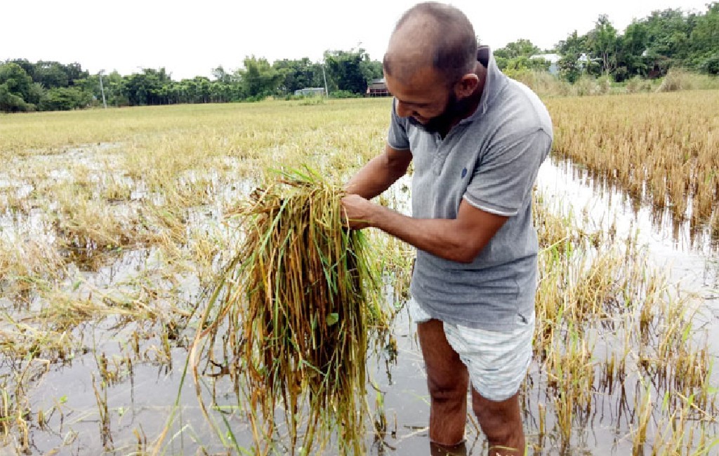 Bangladesh mua hàng trăm ngàn tấn gạo từ Việt Nam Bangladesh mua hàng trăm ngàn tấn gạo từ Việt Nam
