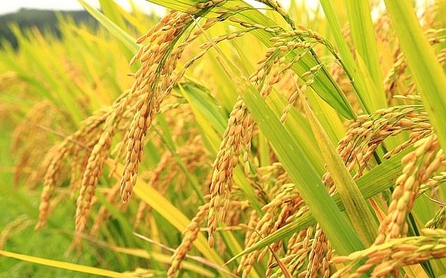 Thái Lan - Việt Nam hợp tác tăng giá lúa gạo Thái Lan - Việt Nam hợp tác tăng giá lúa gạo