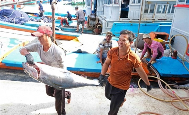 Fishermen takes a tuna from their vessel in the coastal central province of Khanh Hoa. Photo: VNA Fishermen takes a tuna from their vessel in the coastal central province of Khanh Hoa. Photo: VNA