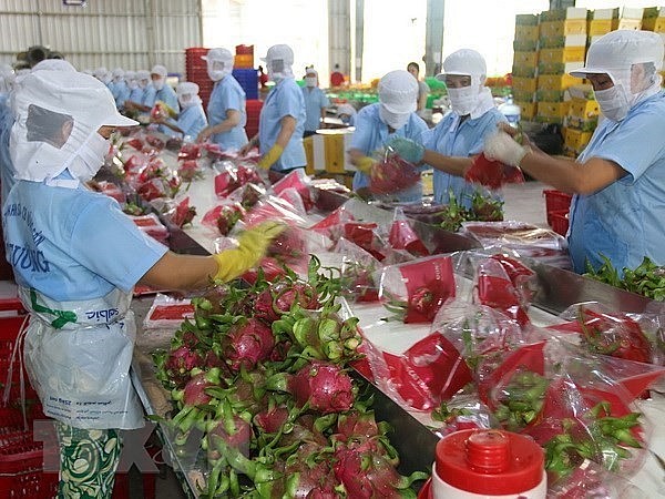 Packaging dragon fruit for export in Tien Giang province. Photo: VNA Packaging dragon fruit for export in Tien Giang province. Photo: VNA