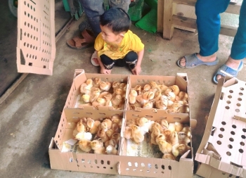 Mô hình giúp người dân thoát nghèo của World Vision Việt Nam