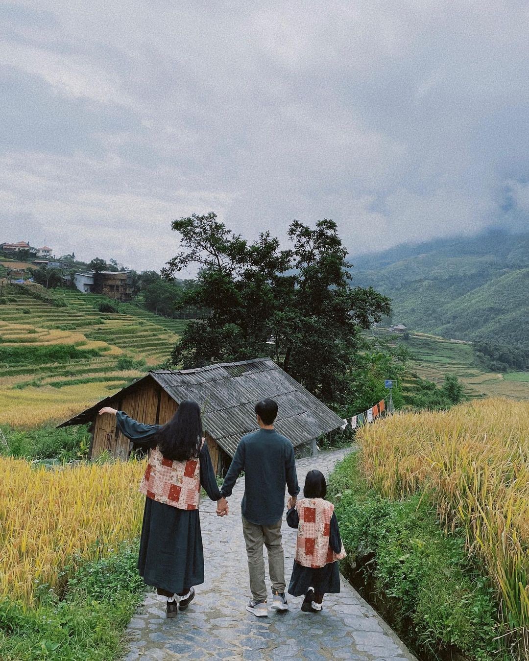Golden Rice Season in Northwest Vietnam: Top 5 Most Beautiful Spots Golden Rice Season in Northwest Vietnam: Top 5 Most Beautiful Spots