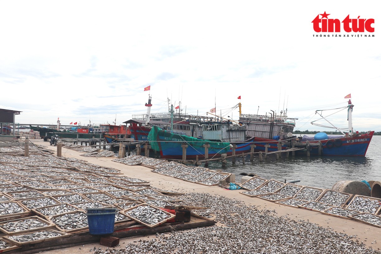 Ngư dân thị trấn Cửa Việt phát triển nghề khai thác thủy hải sản gắn với chế biến mang lại hiệu quả kinh tế. Ngư dân thị trấn Cửa Việt phát triển nghề khai thác thủy hải sản gắn với chế biến mang lại hiệu quả kinh tế.