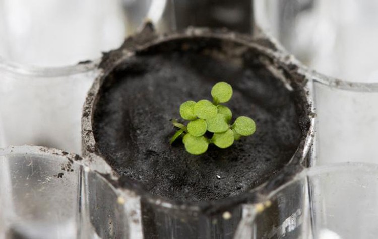Cây Arabidopsis thaliana mọc trên đất Mặt Trăng. Ảnh: CNN Cây Arabidopsis thaliana mọc trên đất Mặt Trăng. Ảnh: CNN