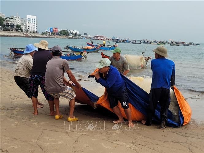 Cá mai mắc vào lưới sau chuyến đánh bắt được ngư dân cho vào tấm bạt để kéo lên bờ gỡ, giũ cá. Cá mai mắc vào lưới sau chuyến đánh bắt được ngư dân cho vào tấm bạt để kéo lên bờ gỡ, giũ cá.