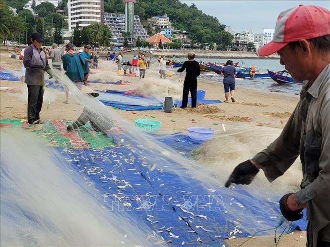 Ngư dân thành phố Vũng Tàu gỡ cá mai từ lưới sau chuyến đánh bắt trên biển. Ngư dân thành phố Vũng Tàu gỡ cá mai từ lưới sau chuyến đánh bắt trên biển.