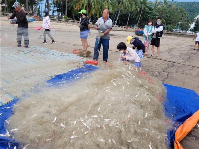 Ngư dân thành phố Vũng Tàu gỡ cá mai từ lưới sau chuyến đánh bắt trên biển. Ngư dân thành phố Vũng Tàu gỡ cá mai từ lưới sau chuyến đánh bắt trên biển.
