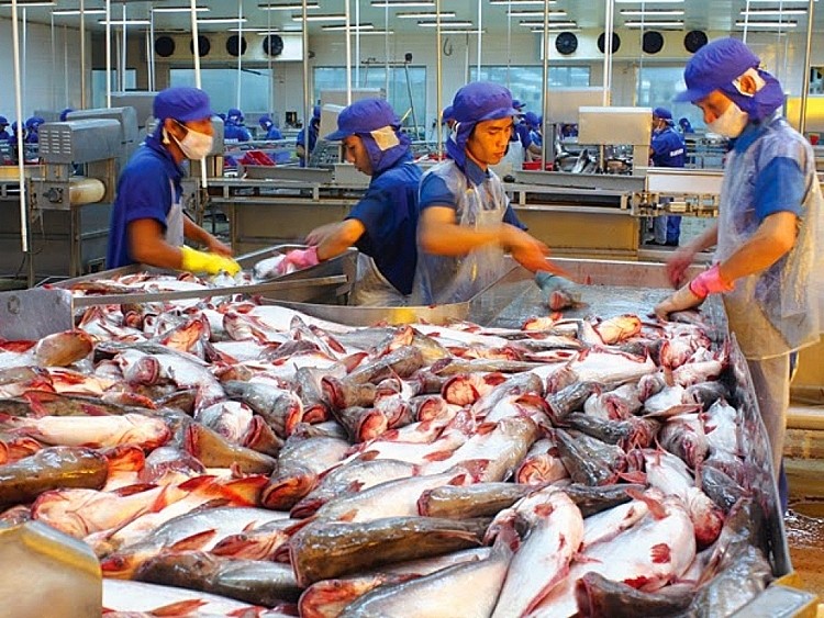 Thị phần xuất khẩu cá tra của Việt Nam sang ASEAN gần tương đương với thị trường EU Thị phần xuất khẩu cá tra của Việt Nam sang ASEAN gần tương đương với thị trường EU