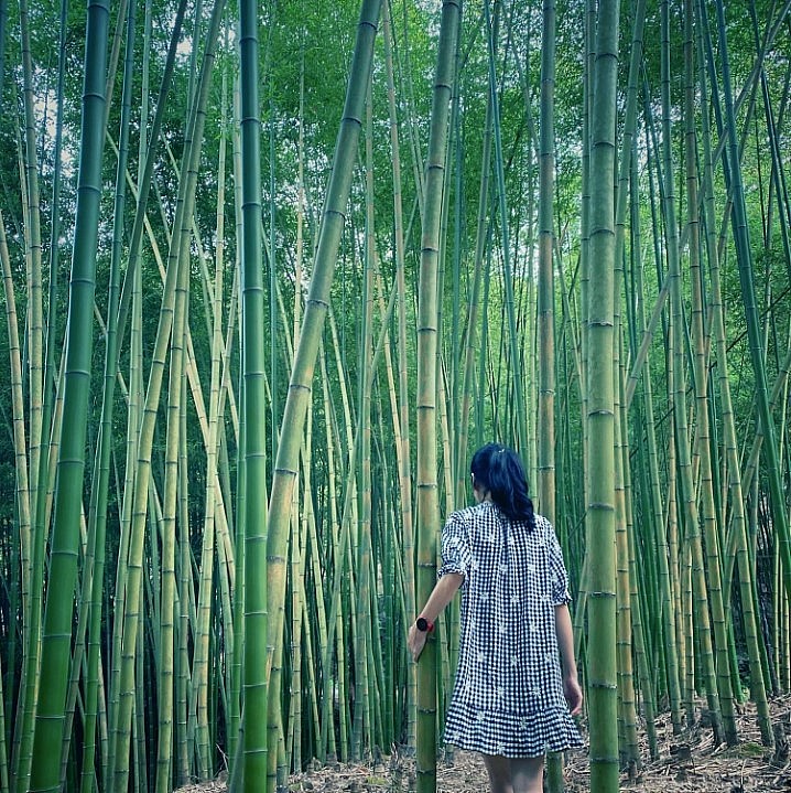 Enjoy Breathtaking Scenery In Vietnam's Bamboo Forest Enjoy Breathtaking Scenery In Vietnam's Bamboo Forest