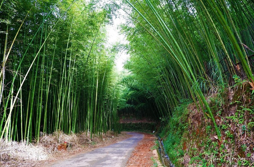 Enjoy Breathtaking Scenery In Vietnam's Bamboo Forest Enjoy Breathtaking Scenery In Vietnam's Bamboo Forest