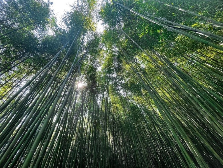 Enjoy Breathtaking Scenery In Vietnam's Bamboo Forest Enjoy Breathtaking Scenery In Vietnam's Bamboo Forest