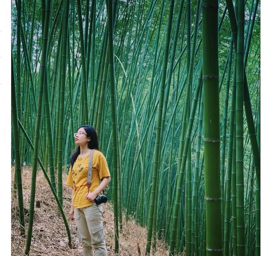 Enjoy Breathtaking Scenery In Vietnam's Bamboo Forest Enjoy Breathtaking Scenery In Vietnam's Bamboo Forest
