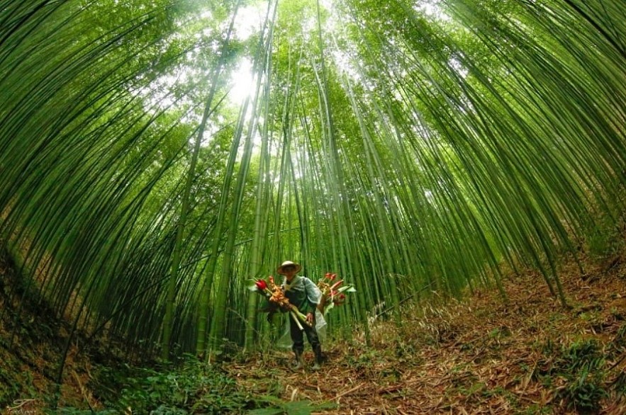 Enjoy Breathtaking Scenery In Vietnam's Bamboo Forest Enjoy Breathtaking Scenery In Vietnam's Bamboo Forest