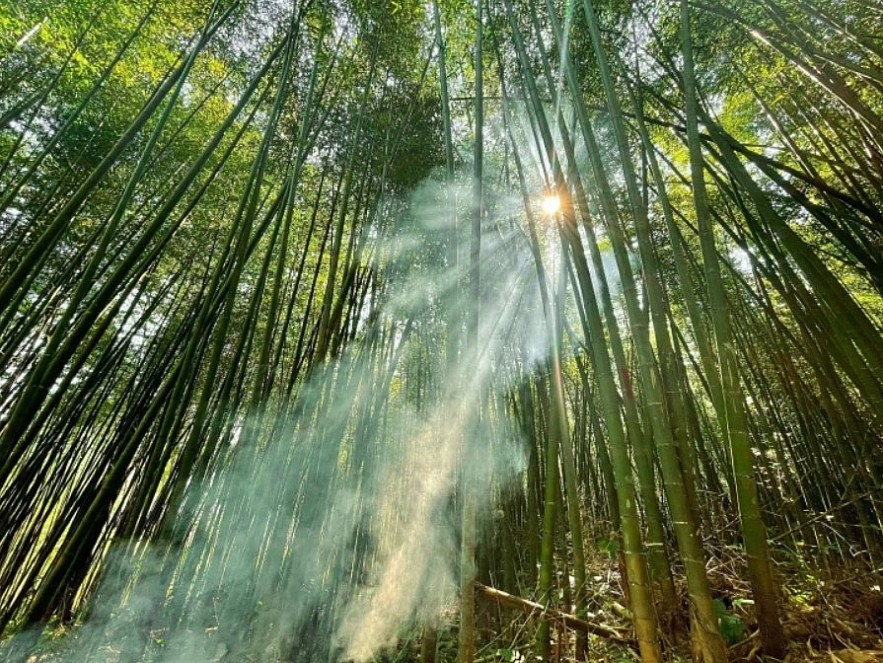 Enjoy Breathtaking Scenery In Vietnam's Bamboo Forest Enjoy Breathtaking Scenery In Vietnam's Bamboo Forest