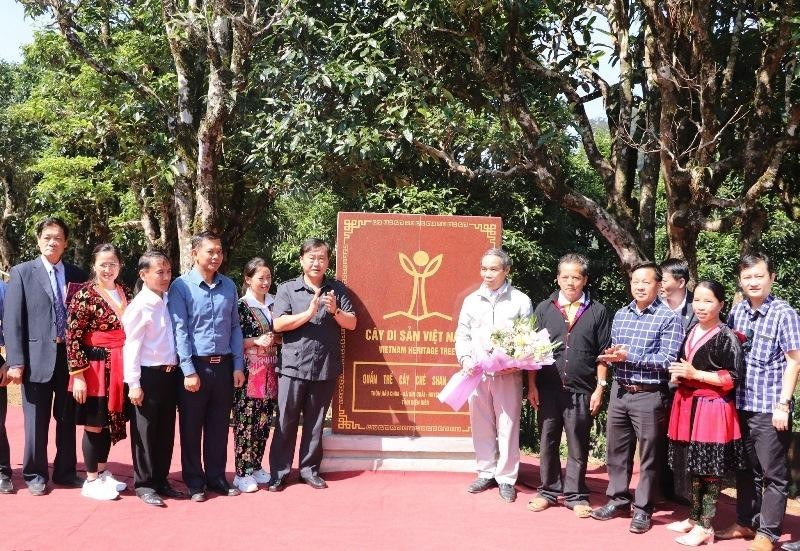100 cây chè Shan tuyết cổ thụ huyện Tủa Chùa được công nhận Cây di sản Việt Nam 100 cây chè Shan tuyết cổ thụ huyện Tủa Chùa được công nhận Cây di sản Việt Nam