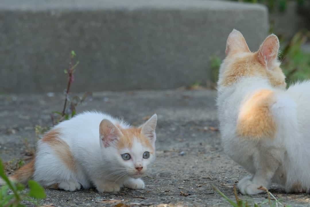 Có một điều đặc biệt, đó là không hề tồn tại bất cứ con chó nào trên những hòn đảo mèo này. Có một điều đặc biệt, đó là không hề tồn tại bất cứ con chó nào trên những hòn đảo mèo này.